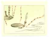 «Суми-Э»: Сибата Дзэсин - «Хвощ. 1875-90»