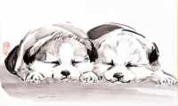 Перейти к просмотру публикации «09.12 Мастер-класс «Щенки японской породы собак Акита-ину»»